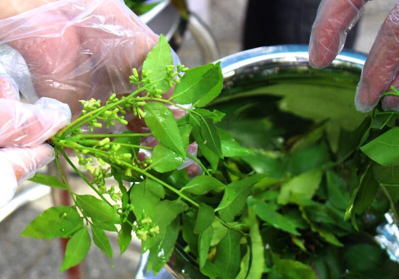 Sầu đâu, một loại cây phổ biến ở miền Tây